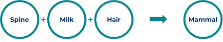 Three circles in a row, with plus signs in-between. From left to right the circles contain the words 'spine', 'milk' and 'hair'. An arrow points to a fourth circle on the right with the word 'Mammal' 